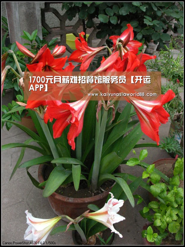1700元月薪难招餐馆服务员【开运APP】(图1) 开运平台